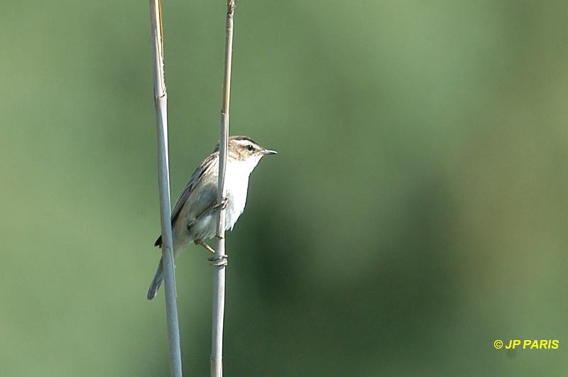 Acrocephalus schoenobaenus